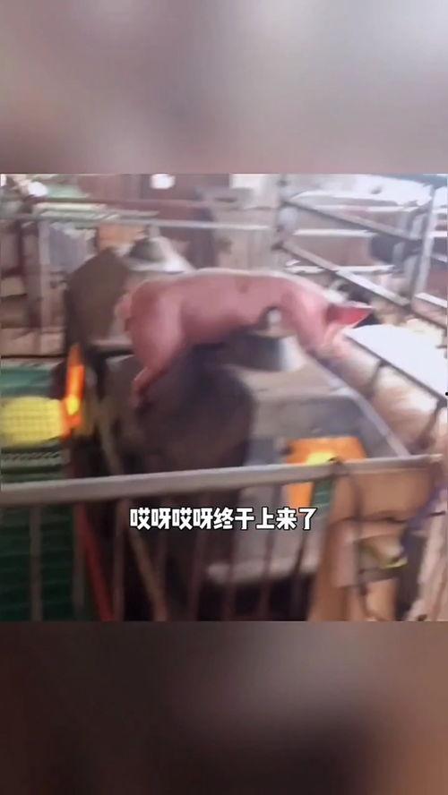 成人蹭饭的搞笑视频大全,笑料横生！成人蹭饭搞笑视频大盘点