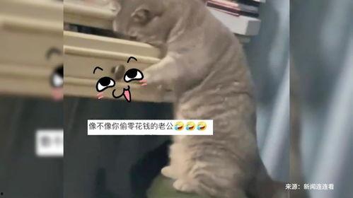 毛球玩法成人玩具视频,探索成人毛球玩具的激情玩法揭秘