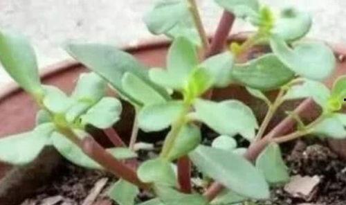 马齿变成人的样子视频,揭秘神奇生物的神秘转变