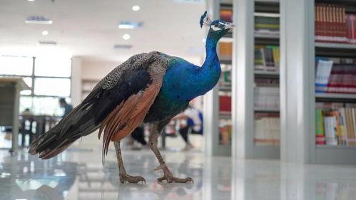 孔雀变成人形的短视频,奇遇人形之谜