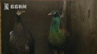 孔雀变成人形的短视频,奇遇人形之谜