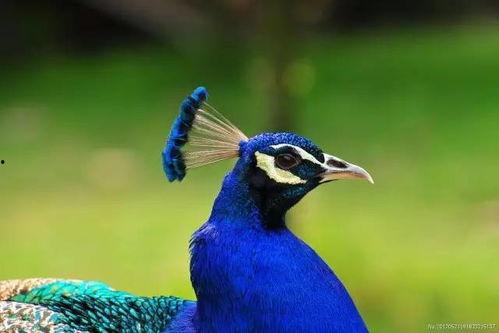 孔雀变成人形的短视频,奇遇人形之谜