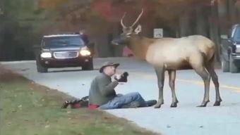 动物变成人类视频大全,动物变人类视频大盘点