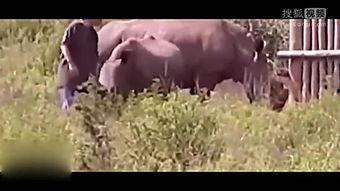 动物变成人类视频大全,动物变人类视频大盘点