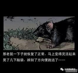 恐怖老鼠变成人了视频,恐怖老鼠逆袭成人，揭秘神秘异变之谜