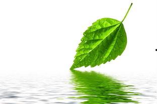 树叶变成人教学视频播放,探索自然与生命的奇妙转变